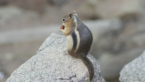 Squirrel eating a nut in the mountains Stock Footage 212120131