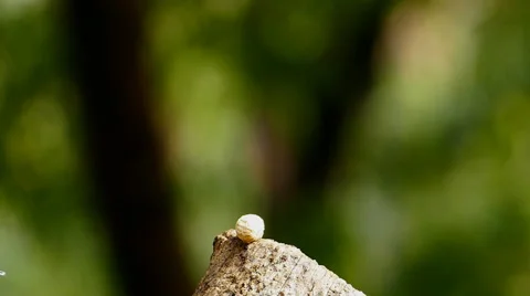 Squirrel eating nut in nature. Video stock 48403739