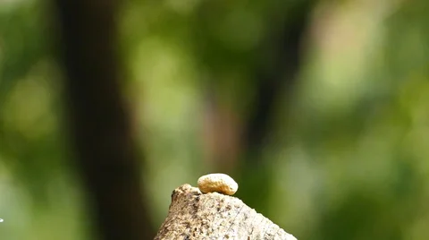 Squirrel eating nut in nature. Stock-Footage 48784417