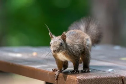 Squirrel eating nut in a park during  spring Stock Photos