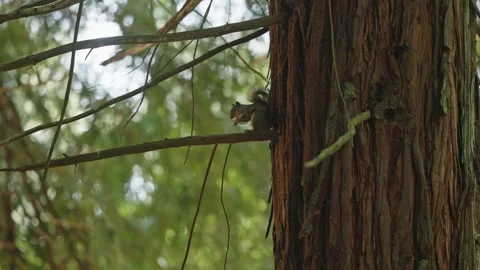 Squirrel Eating a Nut Perched on a Tree Branch in a Giant Redwood Forest 库存影片 331108222
