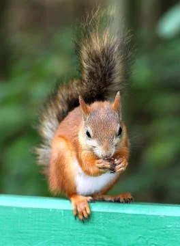 Squirrel eating a nut Stock Photos