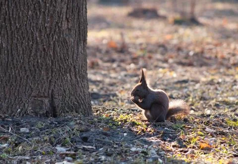 Squirrel eating a nut Stockfoto's