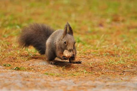 Squirrel eating nut Stock Photos