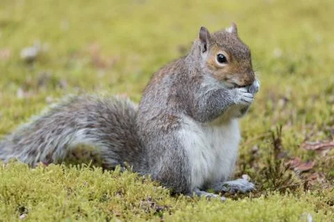 Squirrel eating a nut Foto stock