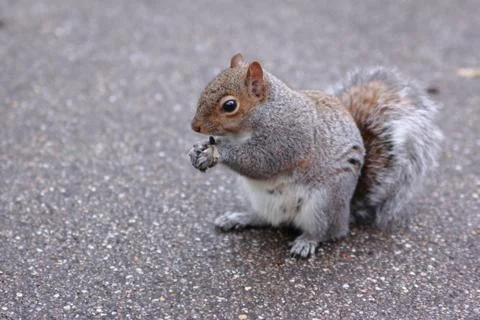 Squirrel Eating Nut Stock Photos