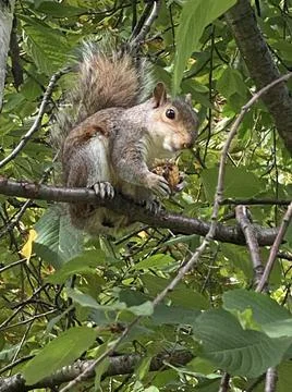 Squirrel eating nut Stock Photos