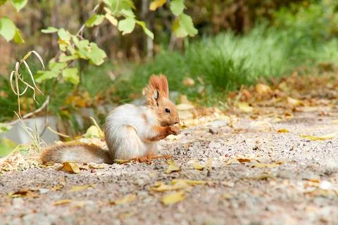 A squirrel eating a nut Stock Photos