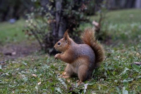 Squirrel Eating A Nut Stock Photos