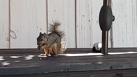 Squirrel Eating Nut on Picnic Table Stock Footage 155560976