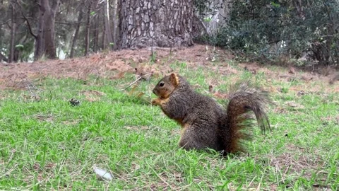 Squirrel Eating a Nut in a Pine Forest – Grass &amp; Needles, Wildlife 4K Vidéo 303168650