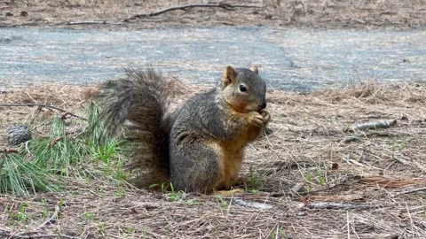 Squirrel Eating a Nut in a Pine Forest – Grass &amp; Needle Litter, Wildlife 4K Vidéo 303169083