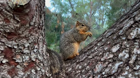 Squirrel Eating a Nut on a Pine Tree – Wildlife in Forest, 4K Vidéo 303171743