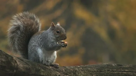 Squirrel eating a nut on a rail Видео 59824368