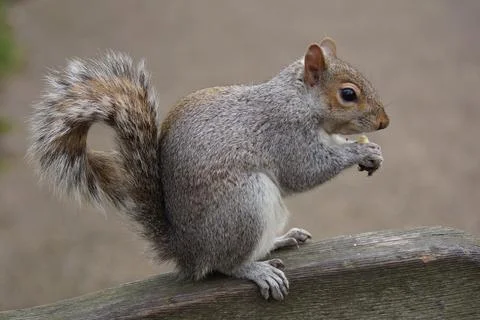 A squirrel eating a nut, seating on a bench in London, UK Stock Photos