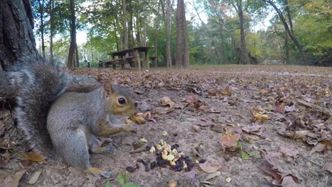 Squirrel Eating Nut Sitting on Ground Near Tree Trunk in Forest. Cute Squir.. Stock Footage 290132876
