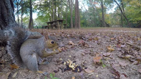 Squirrel Eating Nut Sitting on Ground Near Tree Trunk in Forest. Cute Squir.. Video stock 331256741