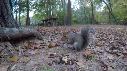 Squirrel Eating Nut Sitting on Ground Near Tree Trunk in Forest. Cute Squir.. Video stock 331257692