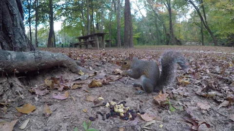Squirrel Eating Nut Sitting on Ground Near Tree Trunk in Forest. Cute Squir.. Video stock 343575107