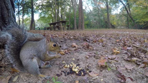 Squirrel Eating Nut Sitting on Ground Near Tree Trunk in Forest. Cute Squir.. Video stock 343577086