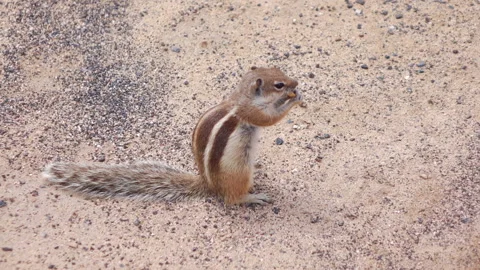 Squirrel eating a nut in slow motion 120fps Vidéo 152579585
