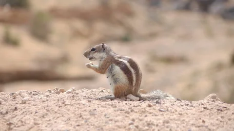 Squirrel eating a nut in slow motion 60fps Vídeos de archivo 153857901