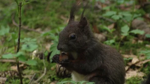 Squirrel eating a nut in spring Stock Footage 322216461