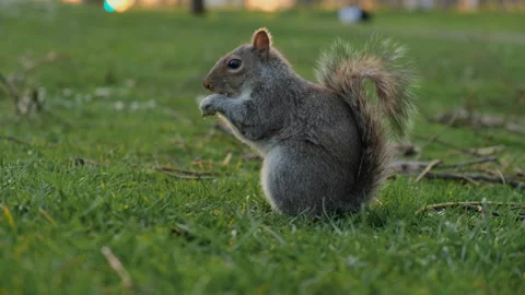 Squirrel eating a nut in St James Park London Stock Footage 172262437