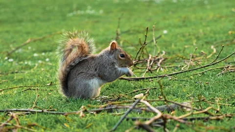Squirrel eating a nut in the St James Park Stock Footage 172262587