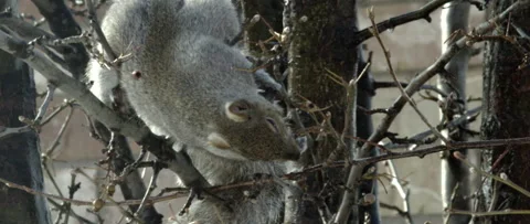Squirrel eating nut on the tree, 2K Video stock 235198050