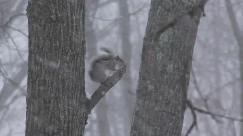 A squirrel eating a nut on a tree in a blizzard then running down tree Stock Footage 60633410