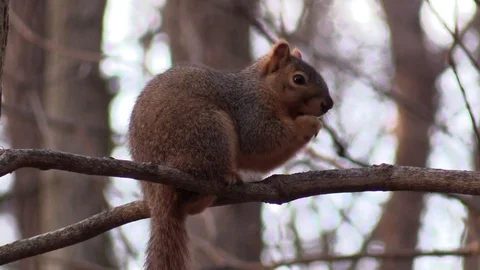Squirrel eating nut on tree branch close up Stock Footage 88245003