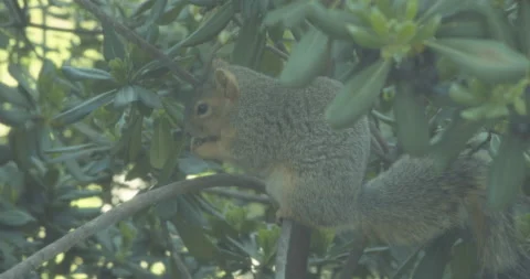 Squirrel eating a nut on a tree branch Stock-Footage 236179629