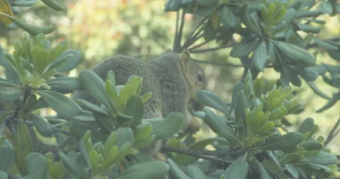 Squirrel eating a nut on a tree branch Stock Footage 236180995