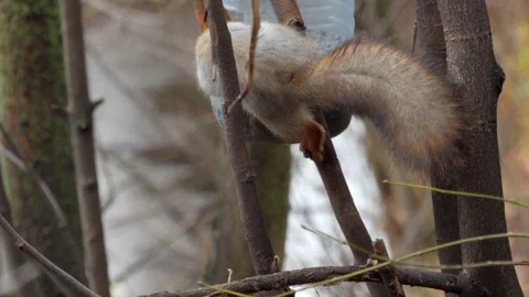 A squirrel is eating a nut from a tree branch Stock Footage 321950696