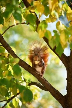 Squirrel eating nut on tree branch in autumn Stock Photos