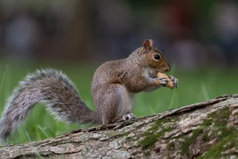 Squirrel eating a nut on a tree branch in Central Park Stock Photos