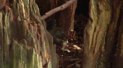 Squirrel eating a nut in a tree. Stock Footage 8677722