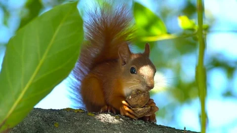 Squirrel eating nut on tree Stock Footage 69807007