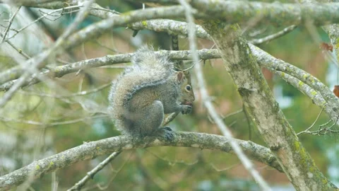 Squirrel Eating Nut in Tree Stock Footage 140896986