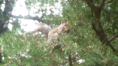 Squirrel Eating a Nut On Tree Video stock 284853031