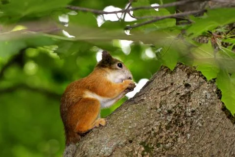 Squirrel eating a nut on a tree Stock Photos