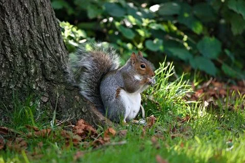 Squirrel Eating Nut by Tree Trunk in Lush Greenery Stock Photos