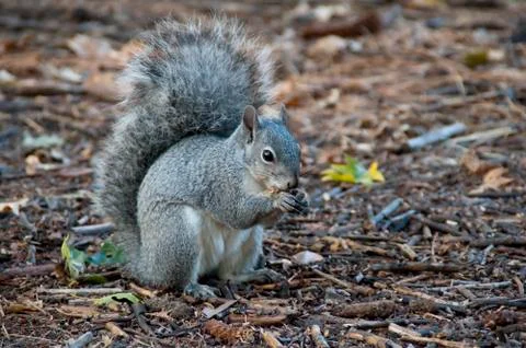 Squirrel eating a nut underneath trees. Stock Photos