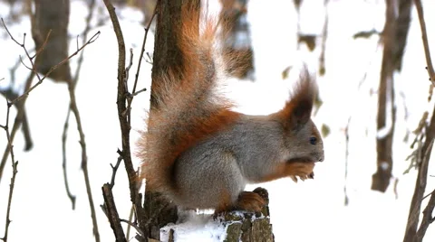 Squirrel eating a nut in the woods Stock Footage 44643019