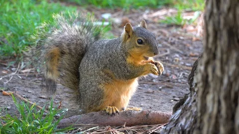 Squirrel eating nuts in 4k in forest nature Video stock 107654653