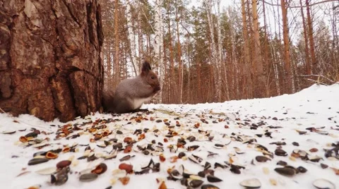 Squirrel Eating Nuts and Seeds,  small animal life in the winter forest Stock Footage 45978980