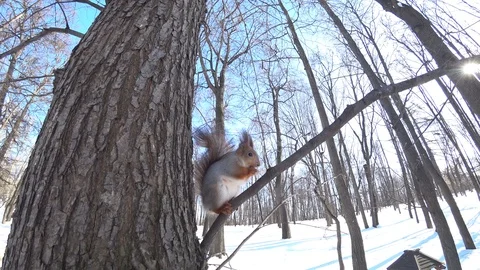 Squirrel eating nuts in the city forest Stock Footage 87266985