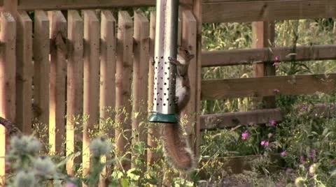 Squirrel eating nuts from a feeder Video stock 11497119