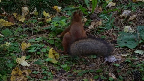 Squirrel eating an nuts. Stock-Footage 80526012
